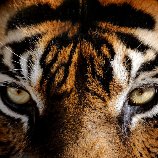 Was du über den Tigerauge wissen solltest - NONOSH
